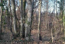 ŠUMA VARAŽDINSKE TOPLICE, Varaždinske Toplice, Tierra