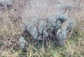 ISTRA, VIŠNJAN - Prostrano poljoprivredno zemljište, Višnjan, Tierra