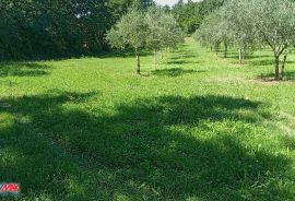 ISTRA, BARBAN, MASLINIK 9237 m2, Barban, Land