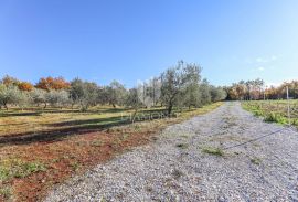 ESKLUZIVNO! Maslinik sa vrhunskim i nagrađivanim uljem, Bale, Land