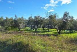 Istra, Rakalj - Veliko građevinsko-poljoprivredno zemljište 8620 m2, Marčana, Terrain