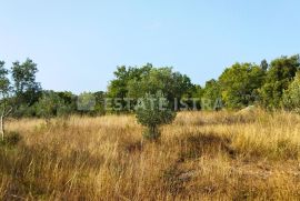 Fažana maslinik 2400 m2, Fažana, Terrain