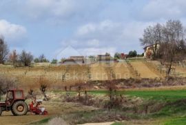 ISTRA, MOTOVUN, OKOLICA - Projekt za izgradnju 4 vile s bazenom, Karojba, أرض