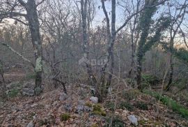 ISTRA, LABIN - Hrastova šuma za siječu, 9.675m2 PRILIKA, Labin, Terreno