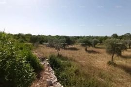 Poljoprivredno zemljište Odlično zemljište sa 30 stabala maslina!, Vodnjan, Terra