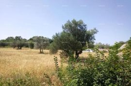 Poljoprivredno zemljište Odlično zemljište sa 30 stabala maslina!, Vodnjan, Terreno