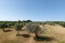 Poljoprivredno zemljište Odlično zemljište sa 30 stabala maslina!, Vodnjan, Arazi
