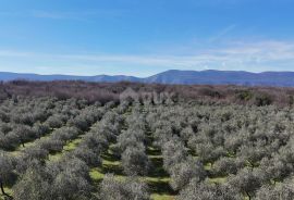 OTOK KRK, ŠOTOVENTO - Maslinik sa kućom, Krk, Land