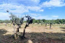 Prekrasno poljoprivredno zemljište u Raklju, Marčana, Land