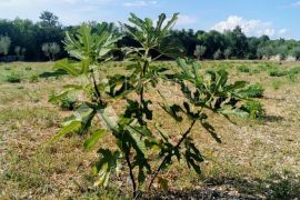 Prekrasno poljoprivredno zemljište u Raklju, Marčana, Land