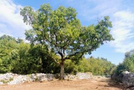 Prekrasno poljoprivredno zemljište u Raklju, Marčana, Land