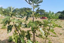 Prekrasno poljoprivredno zemljište u Raklju, Marčana, Land