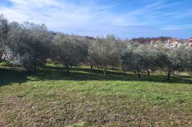 Građevinsko zemljište na atraktivnoj lokaciji, Vižinada, Vižinada, Terra