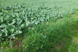 TOP LOKACIJA NASUPROT TRGOVAČKOG CENTRA, Varaždin, Land