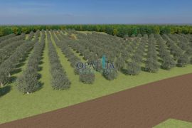 Istra, Bale zemljište 12200 m2, Bale, Terreno