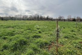 ISTRA,BALE - Poljoprivredno zemljište s zasađenim mladim masinama, Bale, Terrain