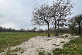 ISTRA,BALE - Poljoprivredno zemljište s zasađenim mladim masinama, Bale, Land