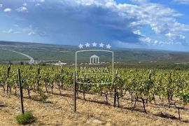 Posedarje - 26.125m2 vinograd vrsne francuske sorte + zemljište! 390000€, Posedarje, Terra