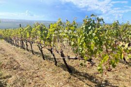 Posedarje - 26.125m2 vinograd vrsne francuske sorte + zemljište! 390000€, Posedarje, Land