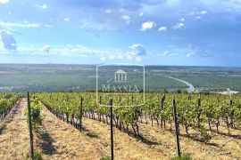 Posedarje - 26.125m2 vinograd vrsne francuske sorte + zemljište! 390000€, Posedarje, Земля