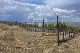 Posedarje - 26.125m2 vinograd vrsne francuske sorte + zemljište! 390000€, Posedarje, Land