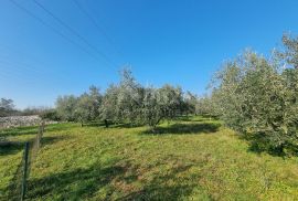 ISTRA, FAŽANA Predivan maslinik s kućicom - BLIZINA MORA!!, Fažana, Zemljište