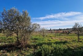 ISTRA, ROVINJ - Kuća s prekrasnim vinogradom i maslinikom, Rovinj, بيت