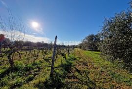 ISTRA, ROVINJ - Kuća s prekrasnim vinogradom i maslinikom, Rovinj, Haus