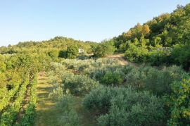 ISTRA, GRAČIŠĆE - Prekrasan maslinik s 90 maslina!, Gračišće, Land