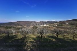 ISTRA, MOTOVUN - Prostrano poljoprivredno zemljište, Motovun, Tierra