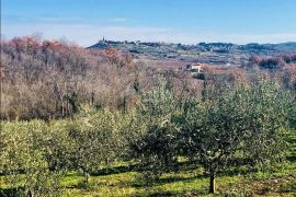 ISTRA, BUJE - 5,8 ha prekrasnog maslinika s gospodarskim objektom, Buje, Land