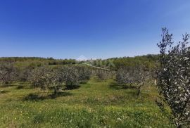 ISTRA, BUJE - 5,8 ha prekrasnog maslinika s gospodarskim objektom, Buje, Terreno