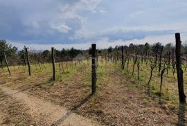 ISTRA, GRAČIŠĆE - Vinograd, maslinik, livada i šuma s prekrasnim pogledom, Gračišće, Tierra