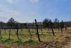 ISTRA, GRAČIŠĆE - Vinograd, maslinik, livada i šuma s prekrasnim pogledom, Gračišće, Land