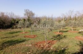 ISTRA, VIŽINADA - Građevinsko zemljište na brežuljku s panoramskm pogledom, Vižinada, Terrain