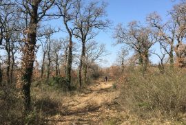 ISTRA, SMOLJANCI - Građevinsko i poljoprivredno zemljište T2 namjene, Svetvinčenat, Terrain