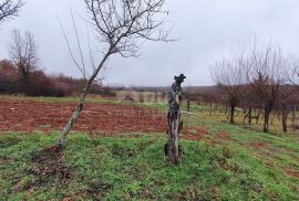 ISTRA, VIŠNJAN - Građevinsko i poljoprivredno u jednoj cjelini, Višnjan, Land