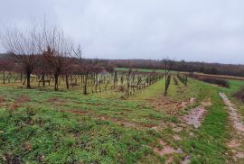 ISTRA, VIŠNJAN - Građevinsko i poljoprivredno u jednoj cjelini, Višnjan, Terreno