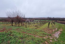 ISTRA, VIŠNJAN - Građevinsko i poljoprivredno u jednoj cjelini, Višnjan, Land