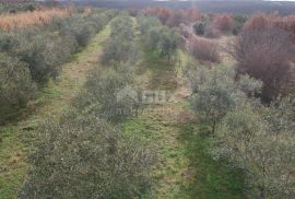 ISTRA, LIMSKI KANAL - Maslinik sa 600 maslina, Kanfanar, Terrain