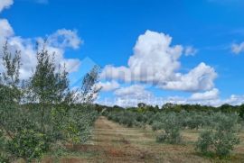 ISTRA, VODNJAN Veliki maslinik s puno potencijala, Vodnjan, Terrain