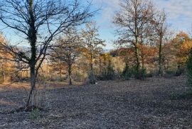 ISTRA, VIŽINADA - Prostrano građevinsko zemljište na osami s panoramskim pogledom, Vižinada, Terra