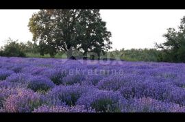 ISTRA, GROŽNJAN - Građevinsko zemljište na rubu sela s prekrasnim pogledom, Grožnjan, Arazi