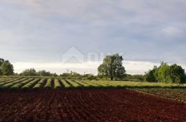 ISTRA, GROŽNJAN - Građevinsko zemljište na rubu sela s prekrasnim pogledom, Grožnjan, Zemljište