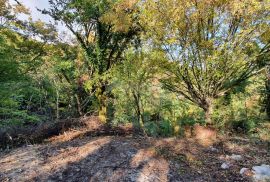 ISTRA, PIĆAN imanje s prekrasnim pogledom i ruševnom kamenom kućom, Pićan, Terrain