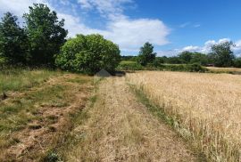 ISTRA, PIĆAN - Poljoprivredno zemljište, plodnog tla, Pićan, Terrain