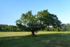 ISTRA, ŽMINJ - Građevinsko zemljište sa kamenom kućicom, Žminj, Terrain