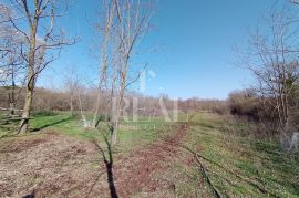 Manjadvorci dvije građevinske parcele 1940m2 !, Barban, Terra