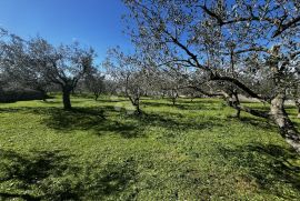 Lijep maslinik u Fažani, Fažana, Terreno