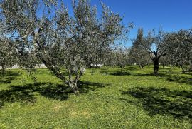 Lijep maslinik u Fažani, Fažana, Terrain